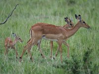 DSC5631  Impala - Aepyceros melampus