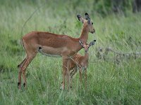 DSC5634  Impala - Aepyceros melampus
