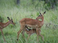 DSC5644  Impala - Aepyceros melampus