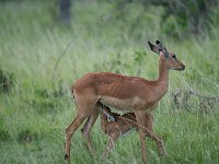 DSC5650  Impala - Aepyceros melampus