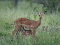 DSC5652  Impala - Aepyceros melampus