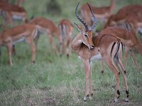 DSC5808  Impala - Aepyceros melampus
