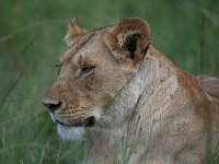 DSC5609  Lion d'Afrique - Panthera leo leo