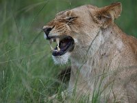 DSC5611  Lion d'Afrique - Panthera leo leo