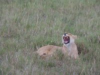 DSC5771  Lion d'Afrique - Panthera leo leo