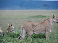 DSC5781  Lion d'Afrique - Panthera leo leo