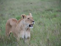 DSC5785  Lion d'Afrique - Panthera leo leo