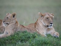 DSC5791  Lion d'Afrique - Panthera leo leo