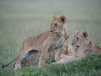 DSC5795  Lion d'Afrique - Panthera leo leo