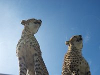 DSC4174  Guépard - Acinonyx jubatus