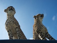 DSC4175  Guépard - Acinonyx jubatus