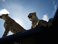 DSC4190  Guépard - Acinonyx jubatus