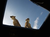 DSC4200  Guépard - Acinonyx jubatus