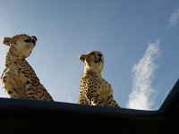 DSC4202  Guépard - Acinonyx jubatus