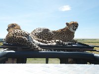 DSC4230  Guépard - Acinonyx jubatus