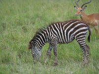 DSC5622  Zèbre des plaines - Equus quagg