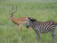 DSC5623  Zèbre des plaines - Equus quagg
