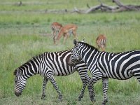 DSC5624  Zèbre des plaines - Equus quagg