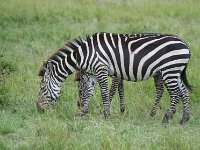 DSC5625  Zèbre des plaines - Equus quagg