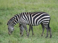 DSC5626  Zèbre des plaines - Equus quagg