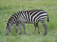 DSC5629  Zèbre des plaines - Equus quagg