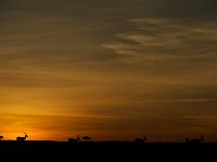 DSC6725