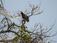 DSC9338  Aigle Huppard - Lophaetus occipitalis