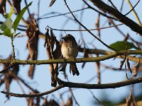 DSC9330  Bulbul tricolore - Pycnonotus tricolo