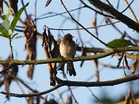 DSC9331  Bulbul tricolore - Pycnonotus tricolo