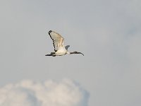 DSC9799  Ibis sacré - Threskiornis aethiopicus