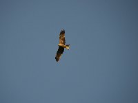 DSC9801  Milan à bec jaune -  Milvus aegyptius