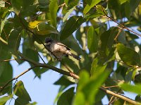 DSC9373  Prinia à gorge blanche - Schistolais leucopogon