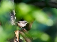 DSC9376  Prinia à gorge blanche - Schistolais leucopogon