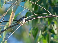 DSC9379  Prinia à gorge blanche - Schistolais leucopogon