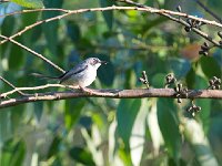 DSC9382  Prinia à gorge blanche - Schistolais leucopogon