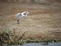DSC0553  Aigrette garzette - Egretta garzetta
