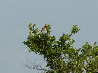 DSC0332  Alouette à nuque rousse - Mirafra africana