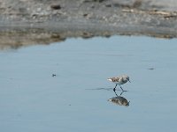 DSC0460  Bécasseau minute - Calidris minuta
