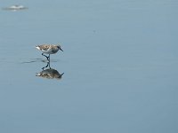 DSC0462  Bécasseau minute - Calidris minuta
