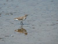 DSC0463  Bécasseau minute - Calidris minuta