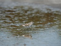 DSC0464  Bécasseau minute - Calidris minuta