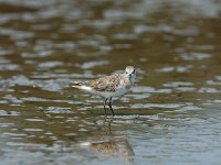 DSC0465  Bécasseau minute - Calidris minuta