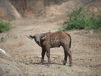 DSC0588  Buffle d'Afrique - Syncerus caffer