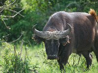 DSC0663  Buffle d'Afrique - Syncerus caffer