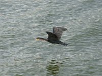 DSC0786  Cormoran à poitrine blanche - Phalacrocorax lucidus