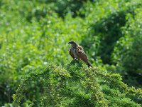 DSC0424  Coucal à sourcils blancs - Centropus superciliosus