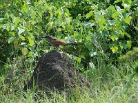 DSC0429  Coucal à sourcils blancs - Centropus superciliosus