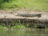 DSC0659  Crocodile du Nil - Crocodylus niloticus