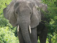 DSC0678  Elephant de savane d'Afrique - Loxodonta africana