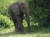 DSC0679  Elephant de savane d'Afrique - Loxodonta africana
